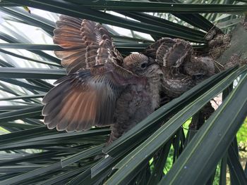 Low angle view of bird flying