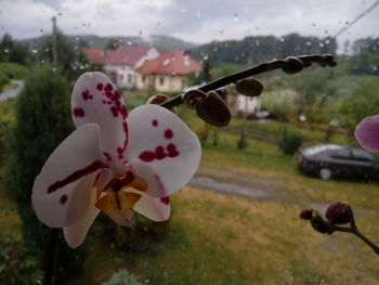 Close-up of flower against blurred background