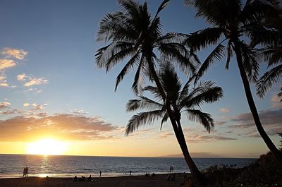 Silhouette palm tree by sea against sky during sunset