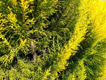 Plant growing on field