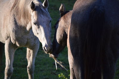 Close-up of horses