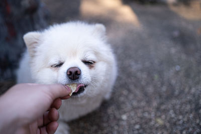 Midsection of person holding dog