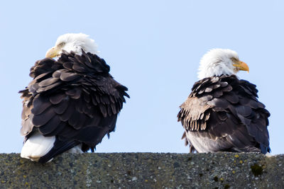 Low angle view of eagle against clear sky
