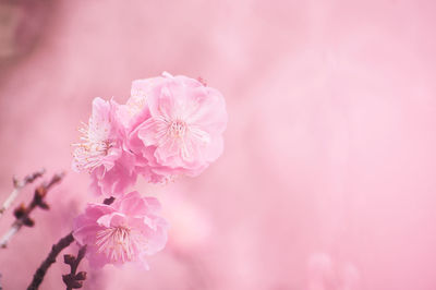 Close-up of pink plum blossoms outdoors