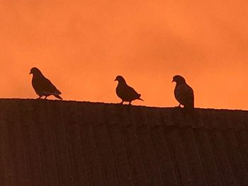 Silhouette birds perching on wall against orange sky