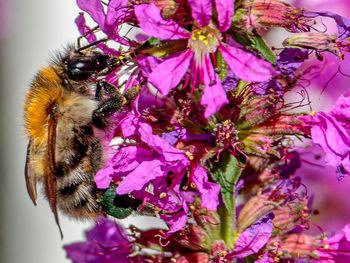 Close-up of bee pollinating on pink flower