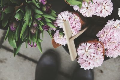 Close-up of pink flowers