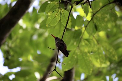 Grasshopper on a tree