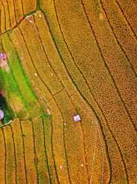 Aerial panorama of agrarian rice fields landscape like a terraced rice fields ubud bali indonesia