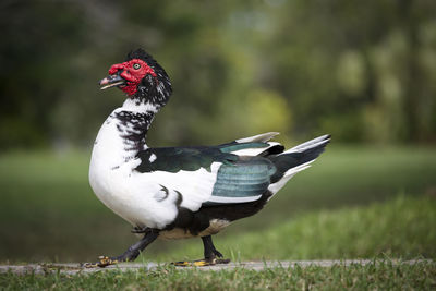 Close-up of bird walking on grass