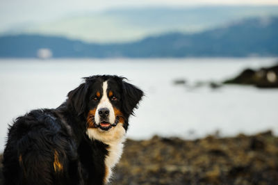 Portrait of dog