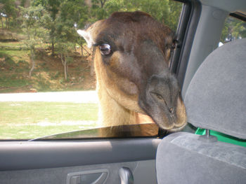 Close-up of horse in car