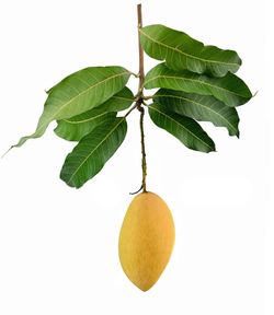 Close-up of fruits on leaves against white background