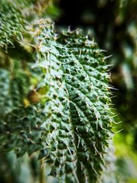 Close-up of green leaves