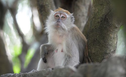 Low angle portrait of female monkey on retaining wall