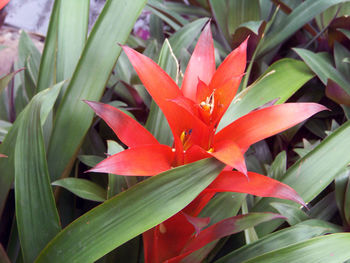 Close-up of red flowers