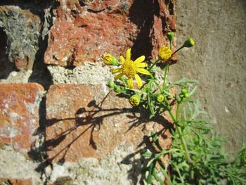 Close-up of flowering plant against wall