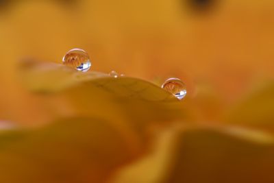 Close-up of water drops on leaf