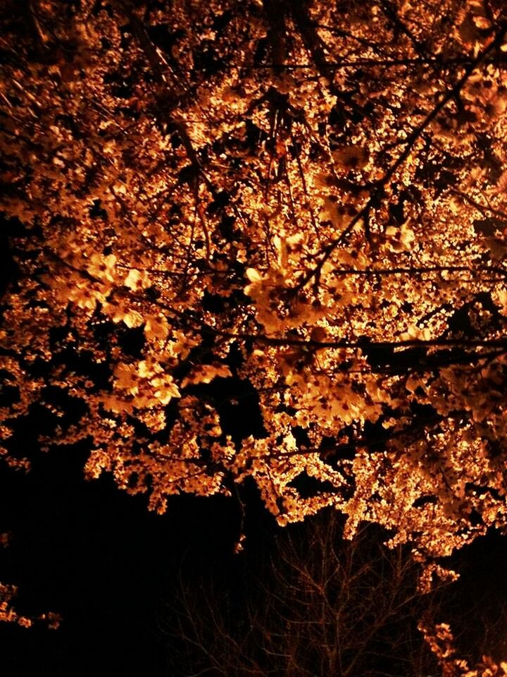 branch, tree, autumn, nature, growth, leaf, tranquility, beauty in nature, season, change, orange color, outdoors, no people, sunlight, scenics, twig, plant, low angle view, leaves, day