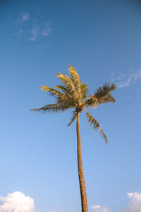 Low angle view of coconut palm tree against blue sky