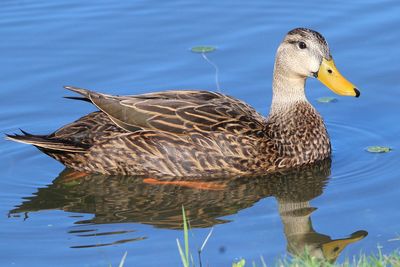 View of mallard duck swimming in lake