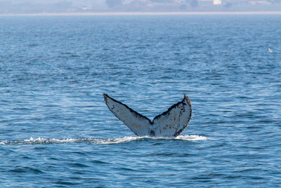 View of whale swimming in sea