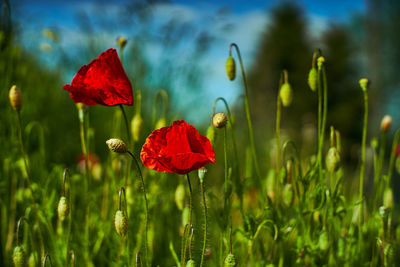 Close-up of red poppy flower on field