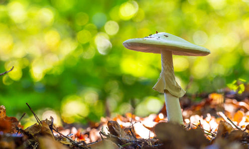 A dangerous toadstool stands in the forest in front of a green and yellow bokeh.