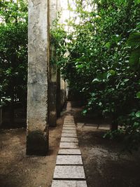 Trees along plants