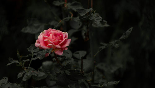 Close-up of pink rose