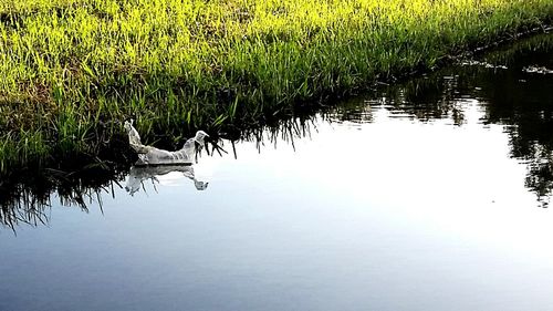 Reflection of trees in water