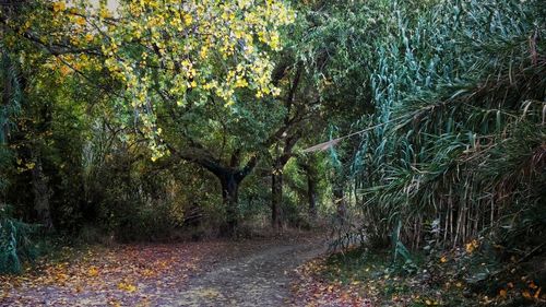 Road amidst trees in forest during autumn