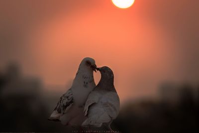 Bird against sky at sunset