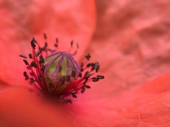 Close-up of red flower