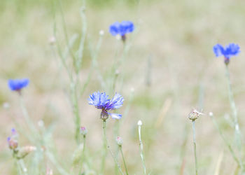 Close-up of purple flowering plant on field