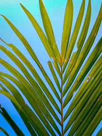 Close-up of palm leaf against sky