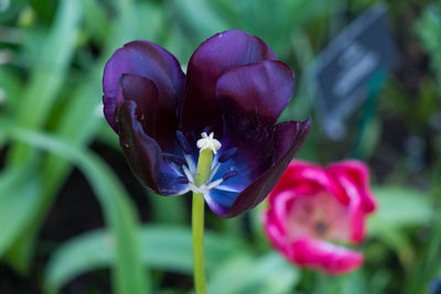 Close-up of purple crocus flower