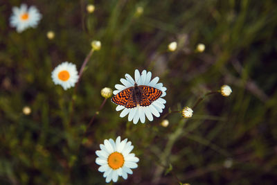 Close-up of butterfly pollinating on flower