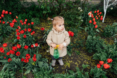 Spring gardening. cute toddler little girl in raincoat watering red tulips flowers in the spring