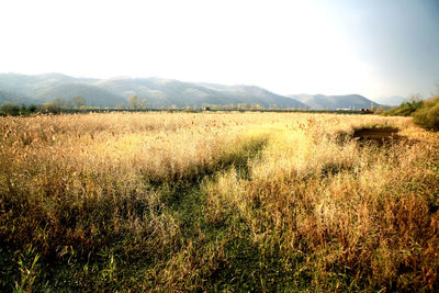 View of grassy field against sky