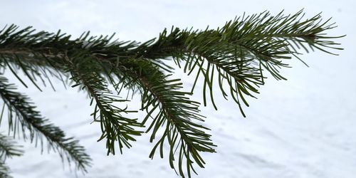 Close-up of pine tree against sky