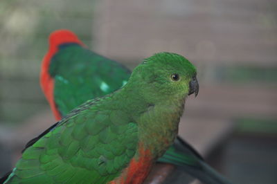 Close-up of parrot