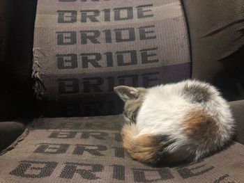 Cat sleeping