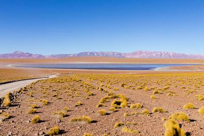 Scenic view of landscape against clear sky