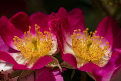 Close-up of red flower