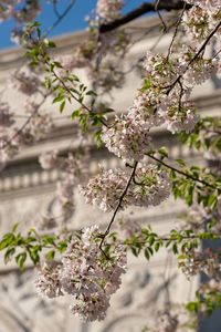 Low angle view of cherry blossoms in spring