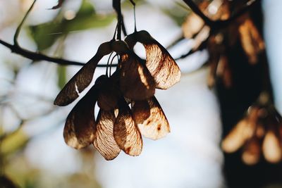 Close-up of dry leaves hanging on tree