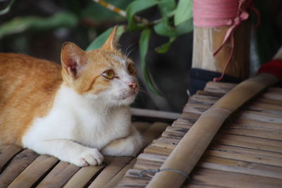 Cat looking away while sitting on table