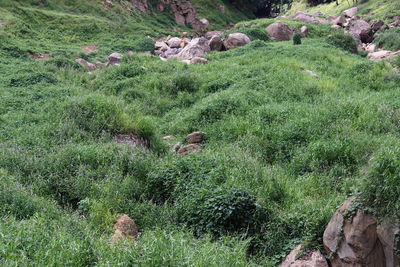 View of green plants on land