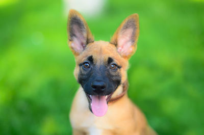 Close-up portrait of dog